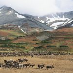 A landscape with a large snow-covered mountain and several animals at its base