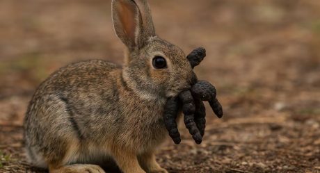 ‘Frankenstein’ rabbits appear in Colorado: the strange truth behind them