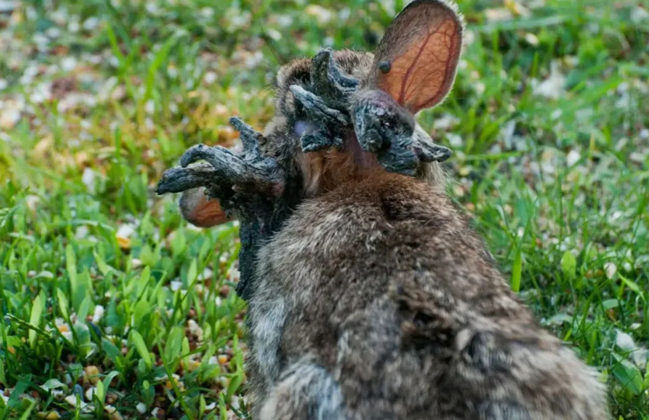 ‘Frankenstein’ rabbits appear in Colorado: the strange truth behind them