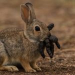 A brown rabbit with several tentacle-like growths hanging from its mouth