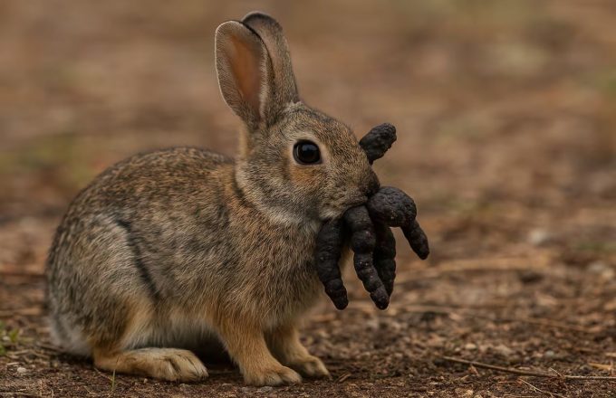 A brown rabbit with several tentacle-like growths hanging from its mouth