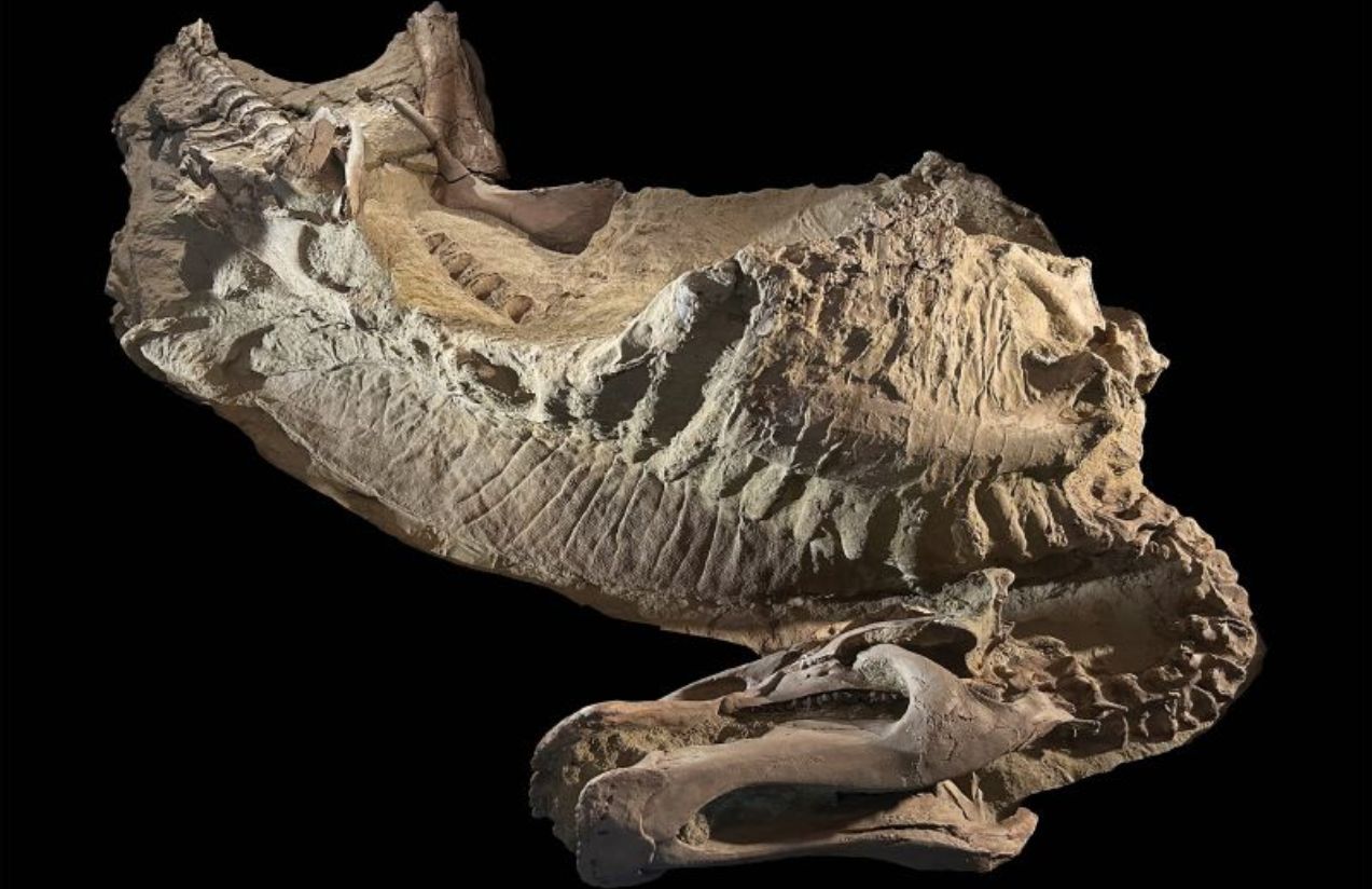 Incredible discovery in Wyoming: dinosaur fossils with skin and hooves astonish science Incredible discovery in Wyoming: dinosaur fossils with skin and hooves astonish science