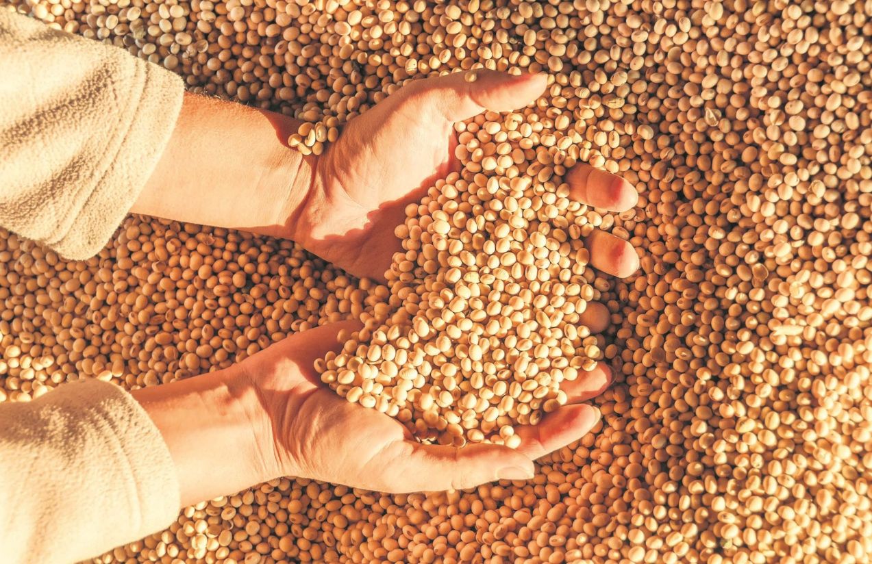 China retaliates over Trump’s tariffs: It has stopped buying from U.S. farmers