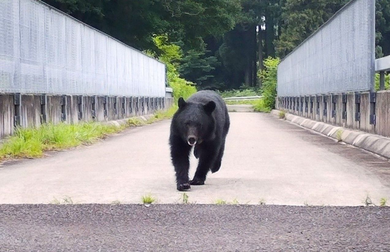 Japan on alert: Record number of deaths from bear attacks Japan on alert: Record number of deaths from bear attacks