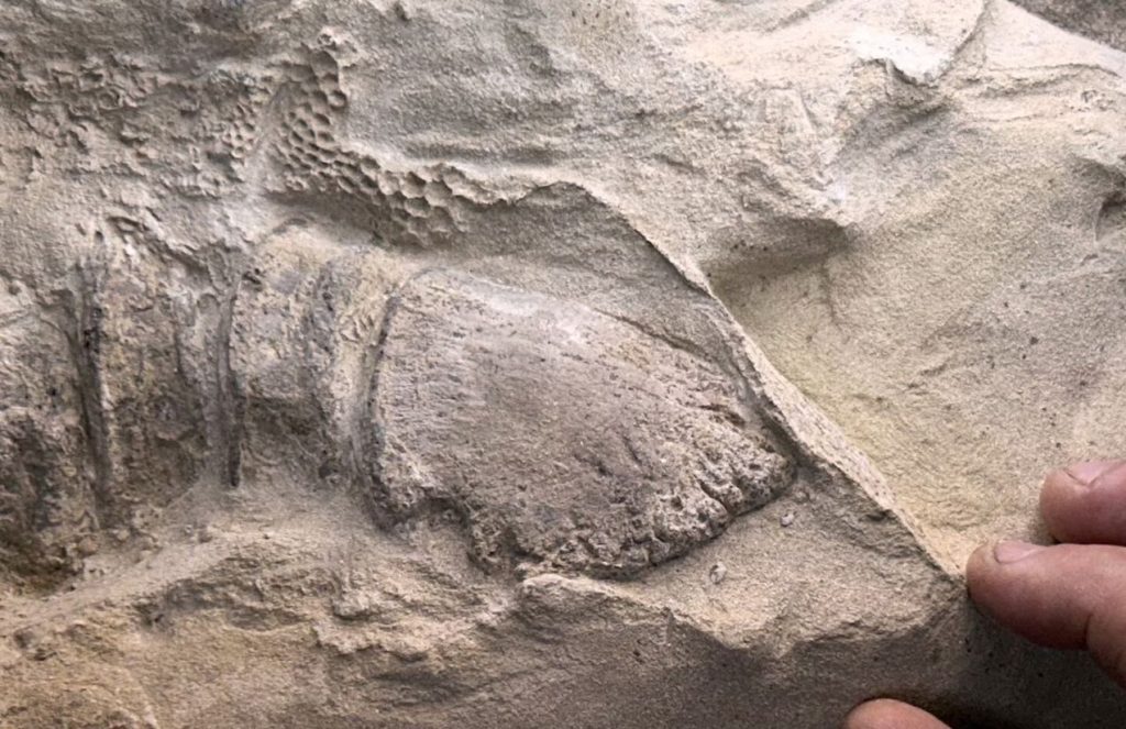 A fossilized dinosaur hoof