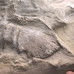 A fossilized dinosaur hoof