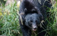 An enraged bear hiding among the bushes, patiently waiting for its prey