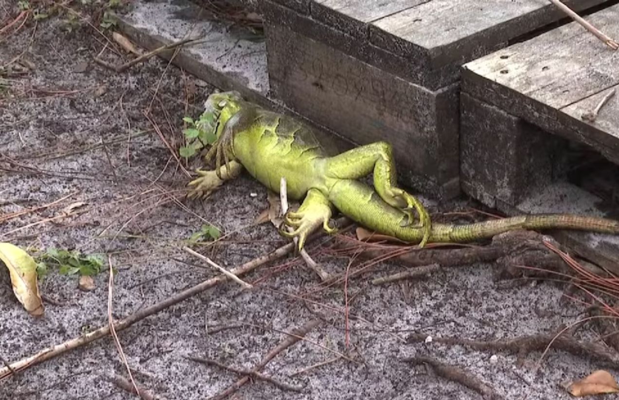 South Florida shivers: Wind chill drops to 4°C and triggers surprising consequences