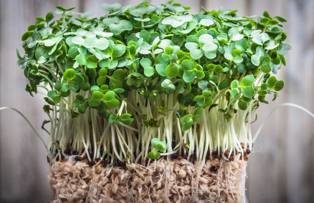 Watercress crowned the healthiest vegetable in the world A small watercress crop seen from a horizontal angle, showing its roots and stem