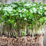 A small watercress crop seen from a horizontal angle, showing its roots and stem