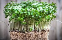 A small watercress crop seen from a horizontal angle, showing its roots and stem