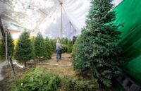 A person cutting natural Christmas trees in a pine field