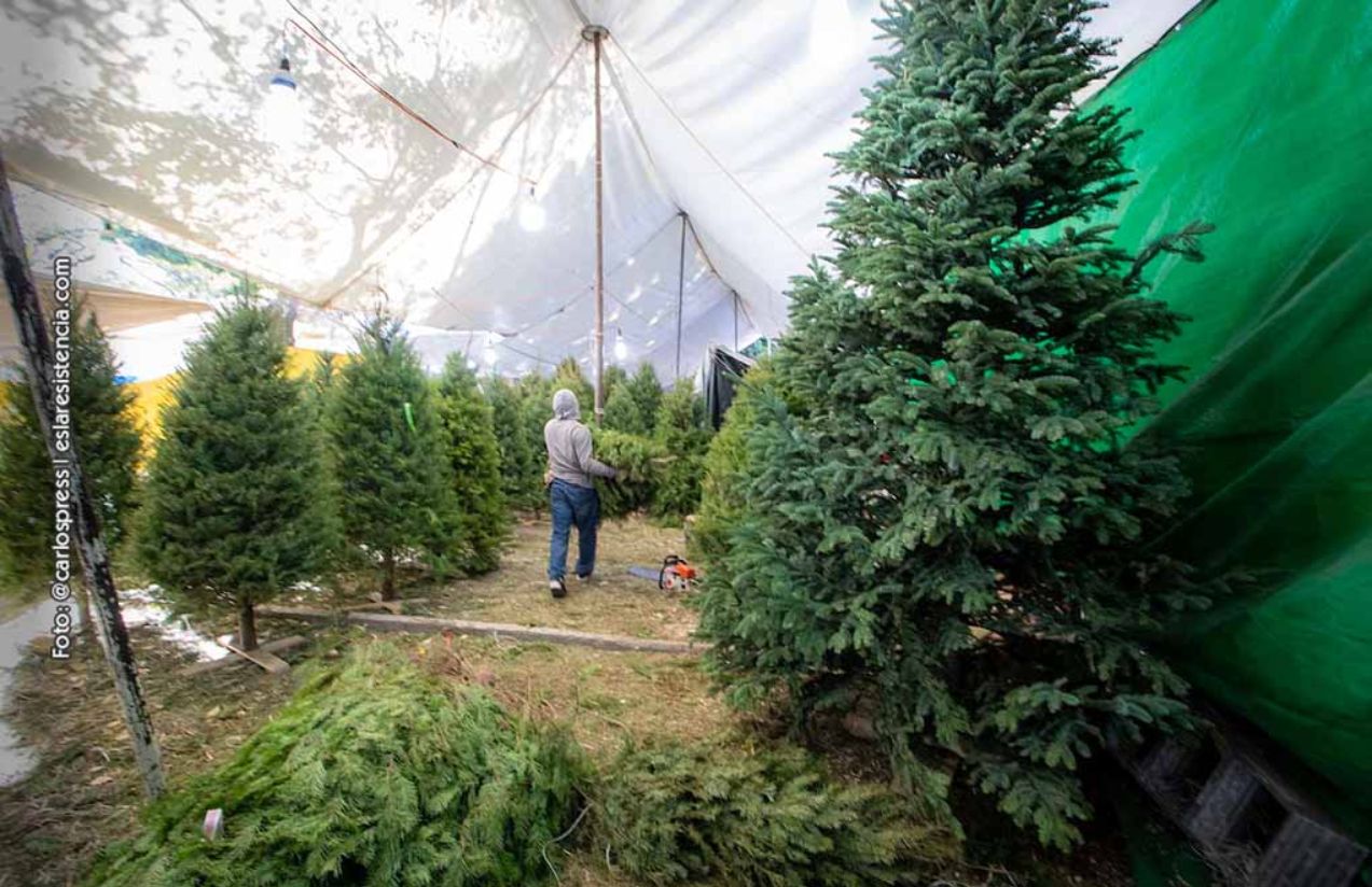 A person cutting natural Christmas trees in a pine field