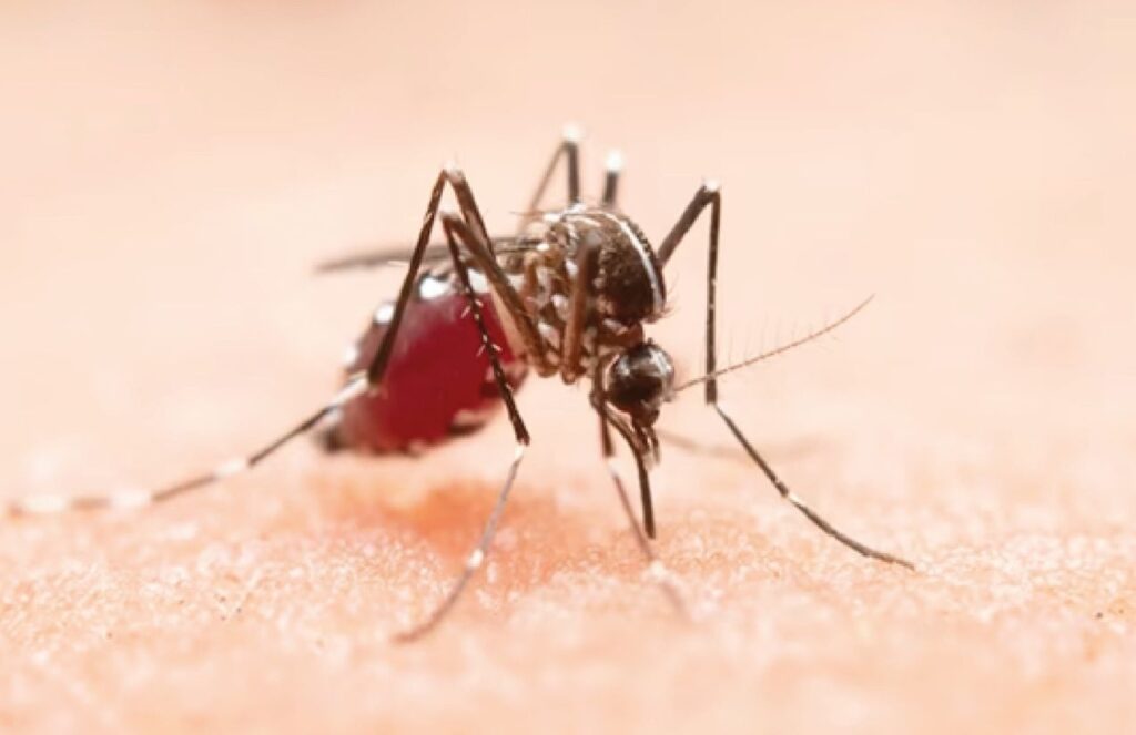 A dengue mosquito biting a human on the arm