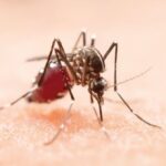 A dengue mosquito biting a human on the arm