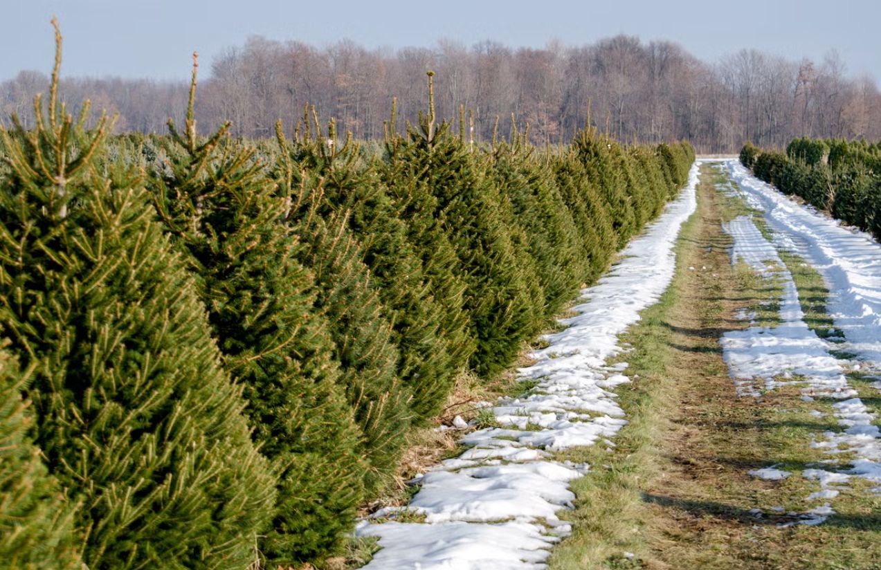 Economic changes impact the natural christmas tree