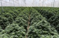 An entire cannabis plantation grown for medicinal use