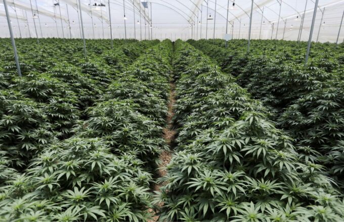 An entire cannabis plantation grown for medicinal use