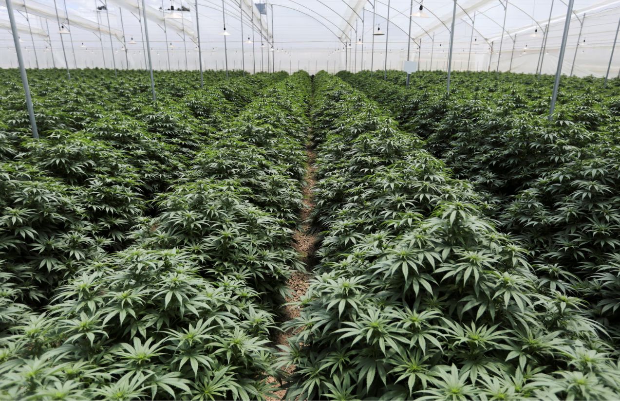 An entire cannabis plantation grown for medicinal use
