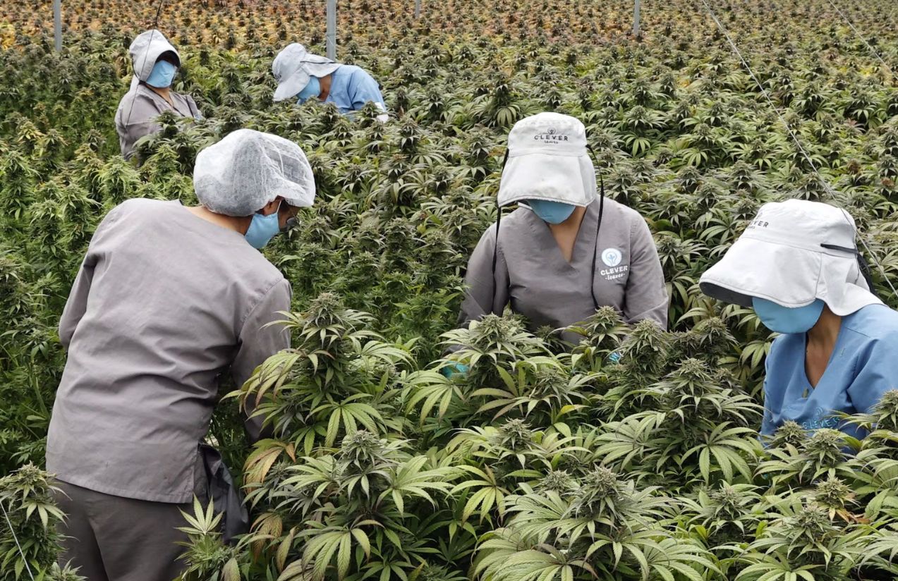 The new United States law that puts the global medical Cannabis industry at risk