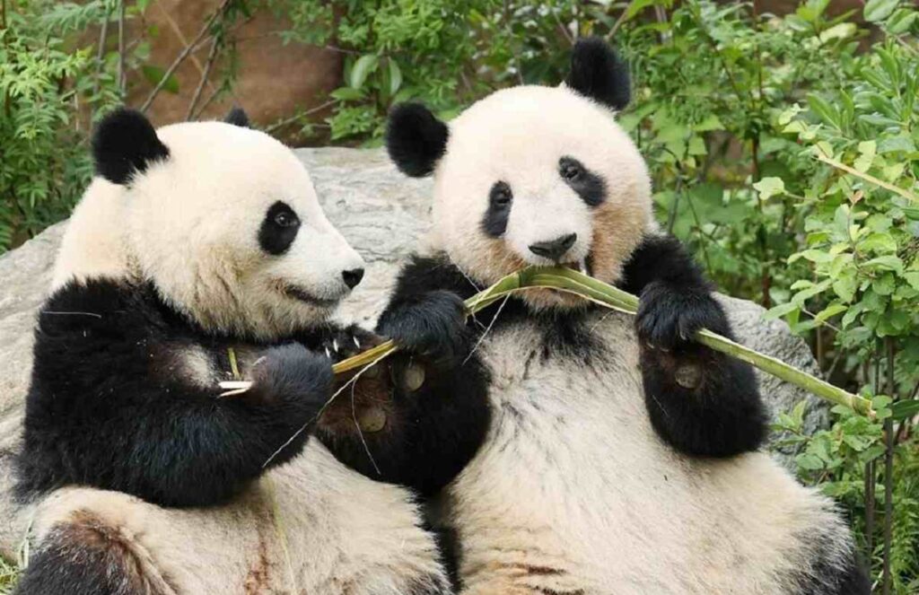 Two beautiful panda bears playing with a branch of their food