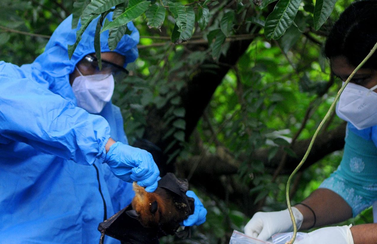 India on health alert after detecting cases of the deadly Nipah virus