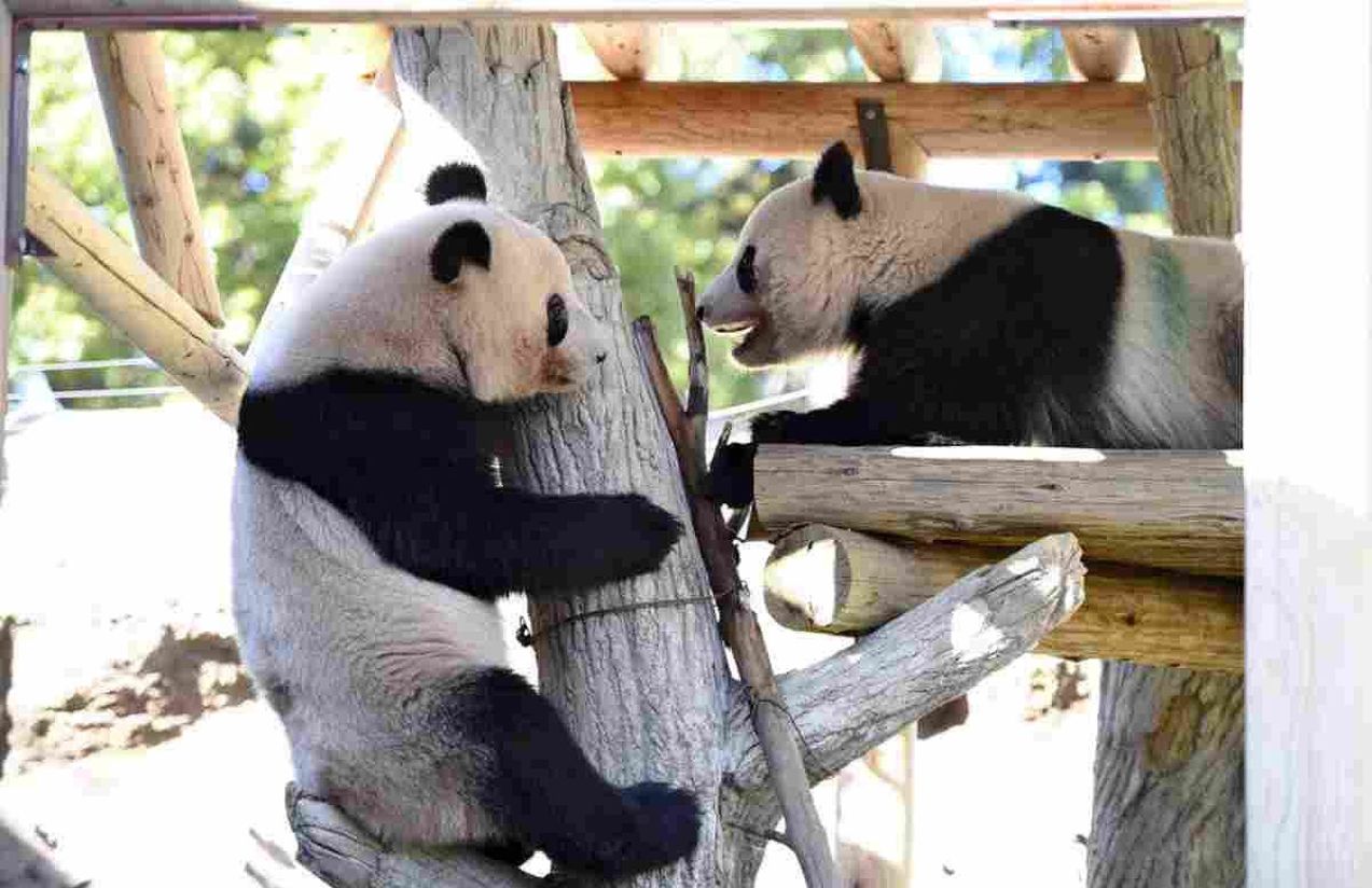 Japan says farewell to pandas as diplomatic tensions with China rise