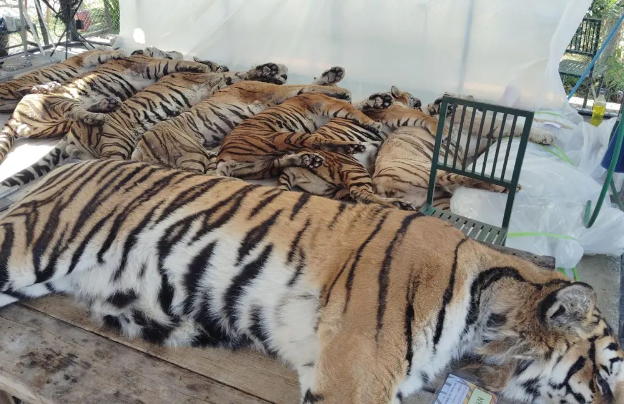 Mysterious virus kills 72 tigers in Thailand, raising animal health alarm Mysterious virus kills 72 tigers in Thailand, raising animal health alarm