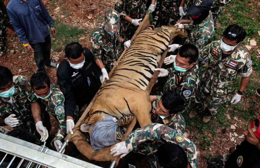Mysterious virus kills 72 tigers in Thailand, raising animal health alarm A tiger on a stretcher being carried by several military personnel after the death of the wild animal