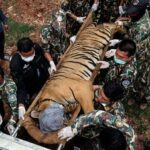 A tiger on a stretcher being carried by several military personnel after the death of the wild animal