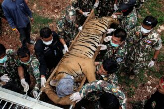 A tiger on a stretcher being carried by several military personnel after the death of the wild animal