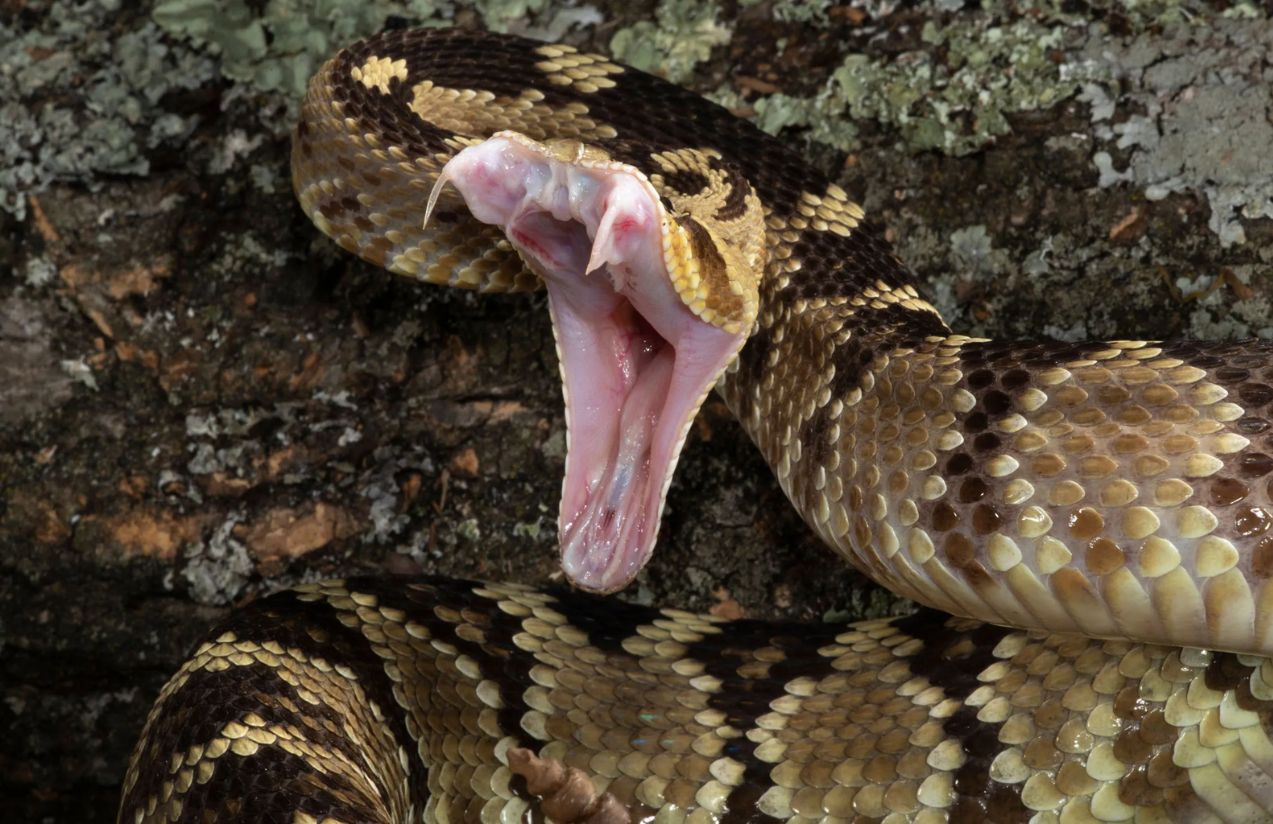 Tragedy in California: woman dies after rattlesnake attack Tragedy in California: woman dies after rattlesnake attack