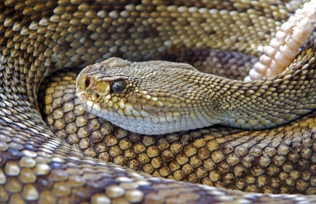 A brown rattlesnake coiled up on itself