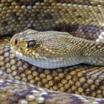 A brown rattlesnake coiled up on itself