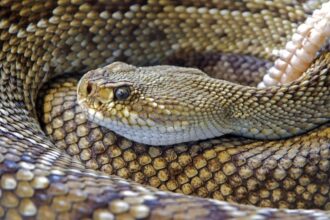A brown rattlesnake coiled up on itself