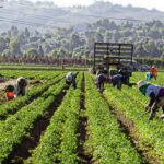 Many people working in a harvesting field on a very sunny day