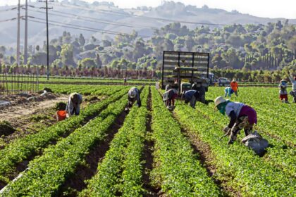 Many people working in a harvesting field on a very sunny day