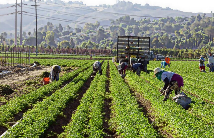 Many people working in a harvesting field on a very sunny day