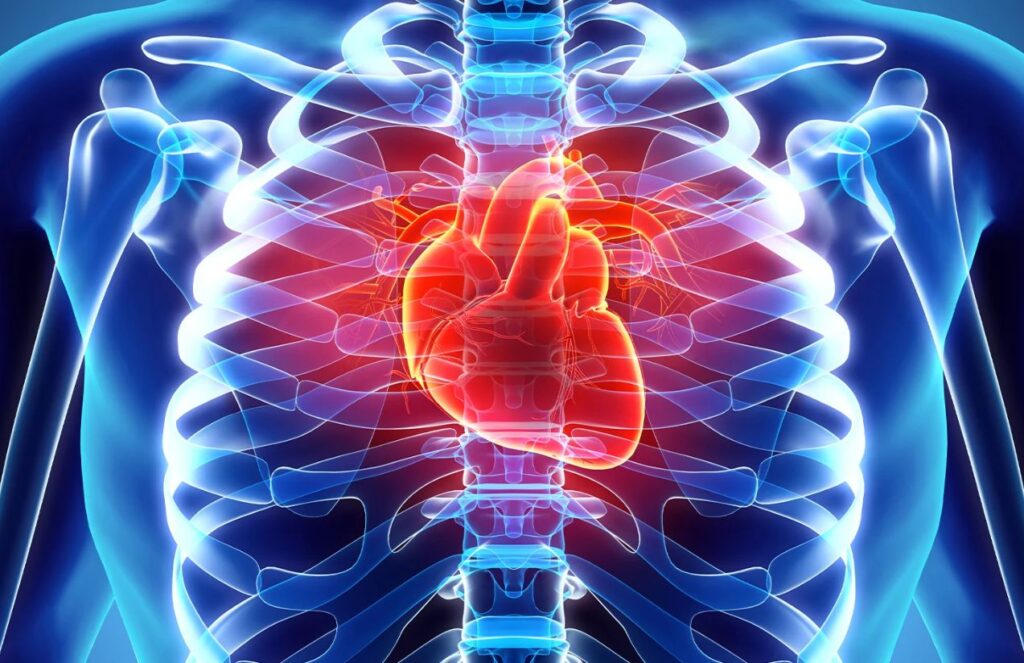 Science confirms it 3 foods that protect your heart and one you should avoid now An X-ray image showing a person’s heart and bones