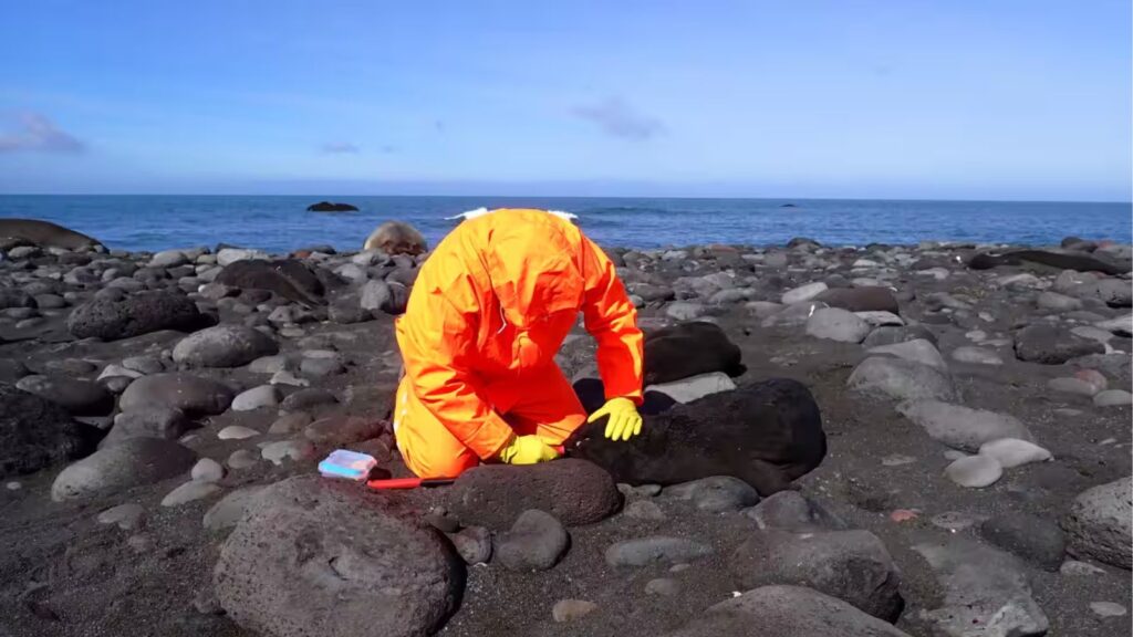 A veterinarian performing some tests on a small sick seal