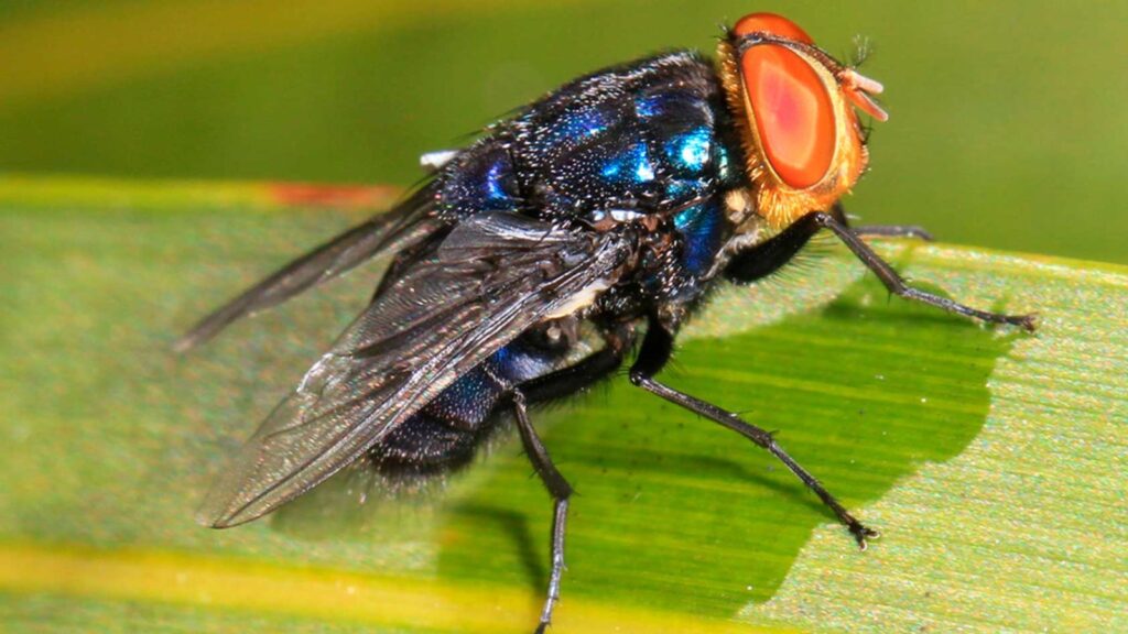 A large fly perched on a tree branch
