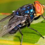 A large fly perched on a tree branch