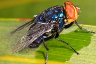 A large fly perched on a tree branch