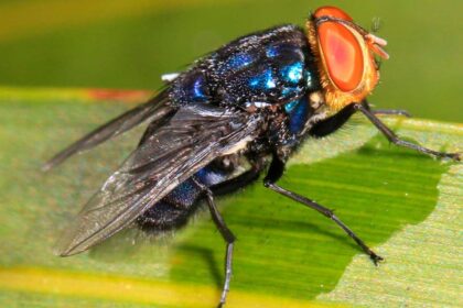 A large fly perched on a tree branch