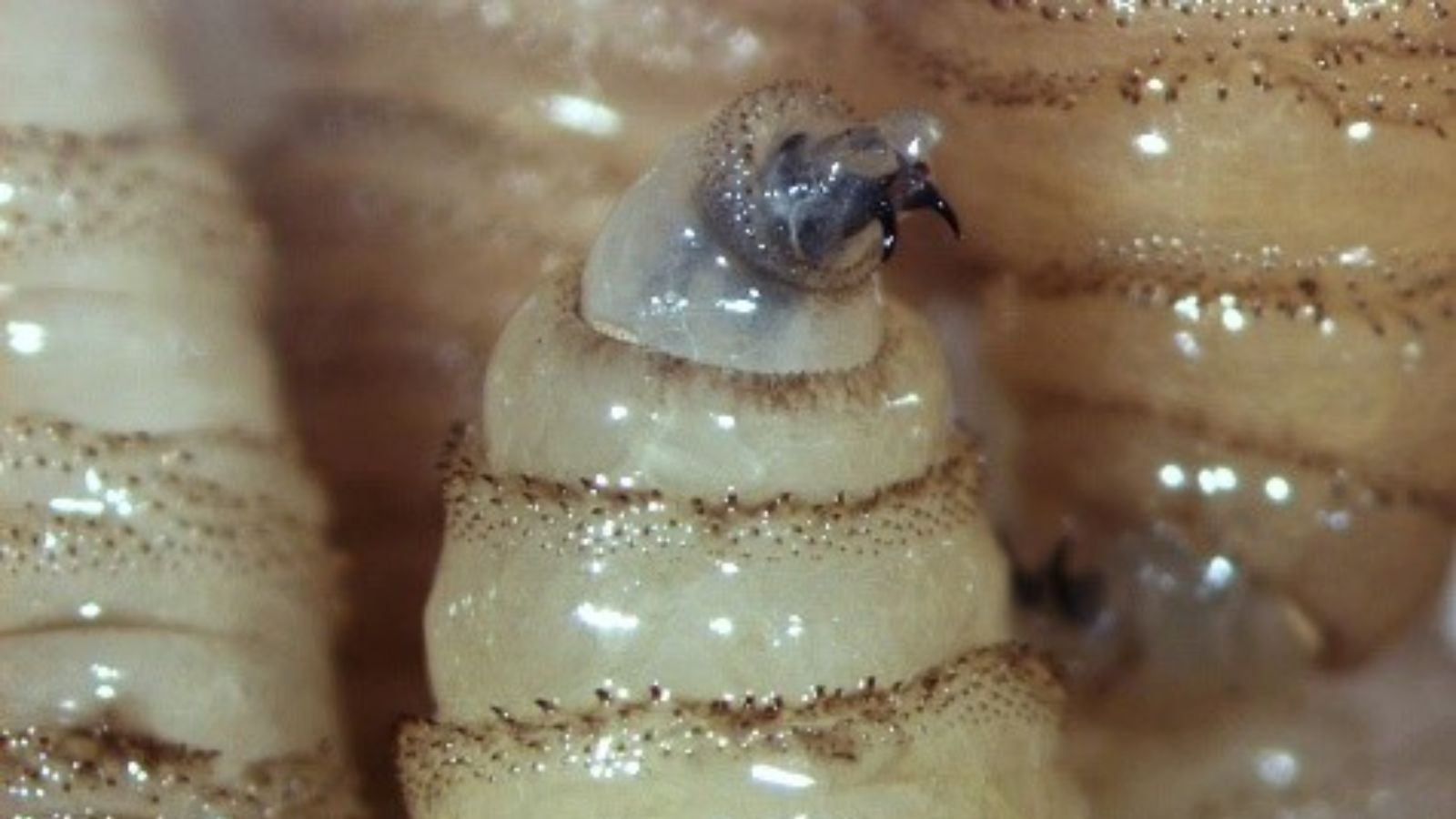 Texas on alert as screwworm fly threat taises concerns among ranchers