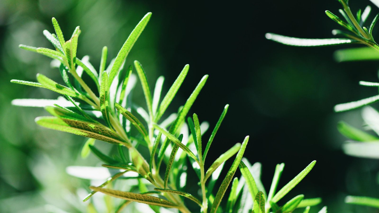 Rosemary the natural herb that could improve digestion and help your body better process protein Rosemary the natural herb that could improve digestion and help your body better process protein