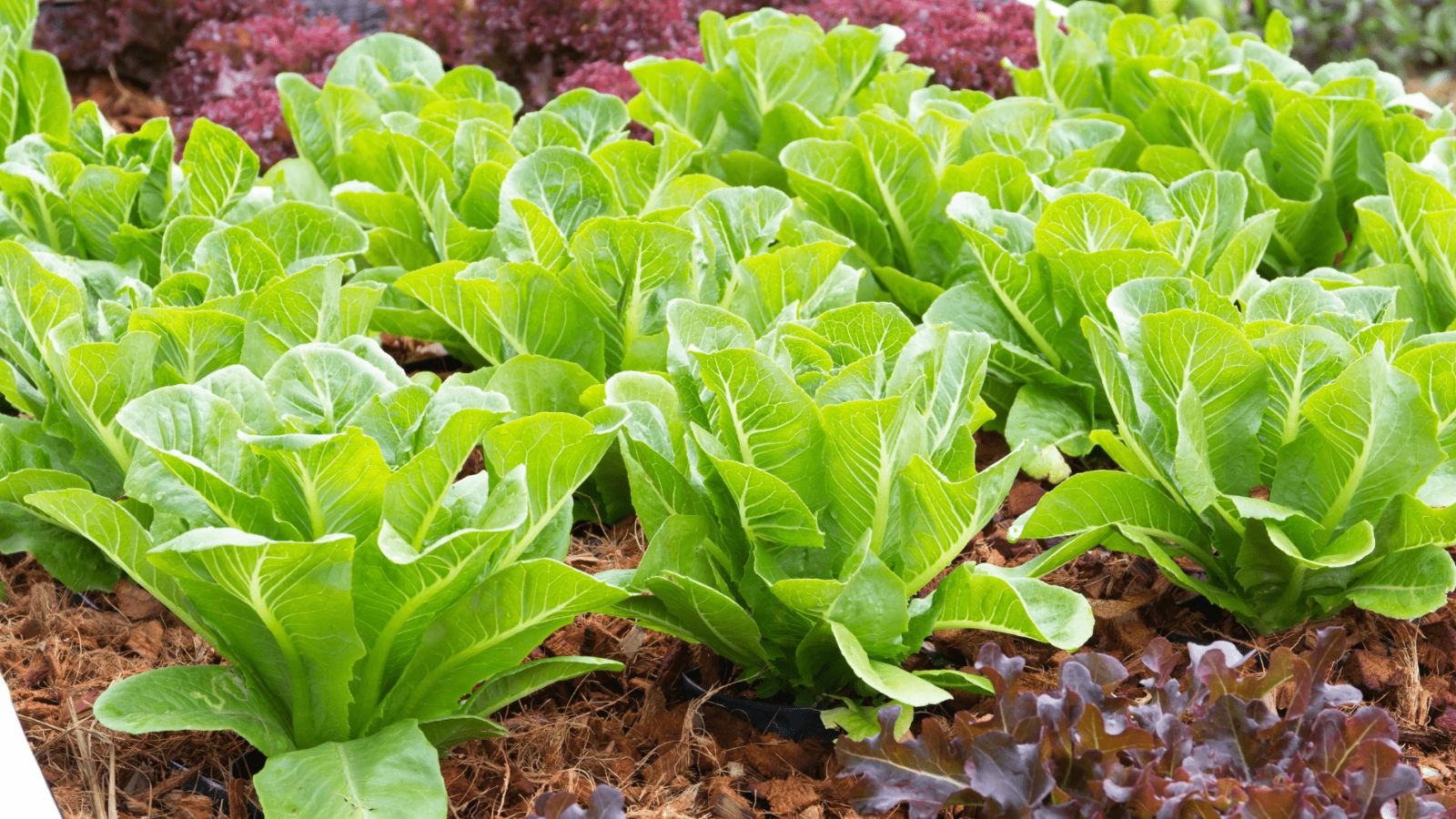 Lettuce returns to the center of a health investigation in the United States Lettuce returns to the center of a health investigation in the United States