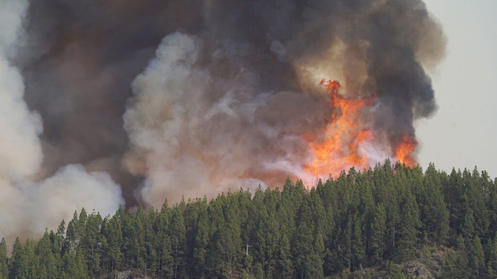 A lush green forest being engulfed by intense flames