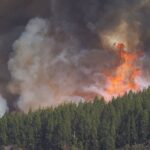 A lush green forest being engulfed by intense flames