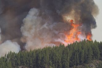 A lush green forest being engulfed by intense flames